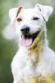 /album/agility/foceni-sbt-fcr-jrt-432-jpg/